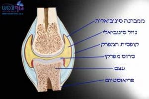 מבנה מפרק סינוביאלי