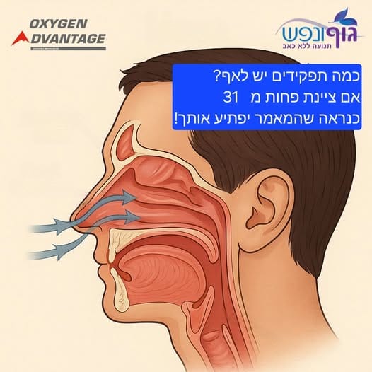 31 התפקידים של האף