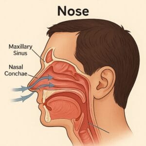 האף לא רק איבר נשימה