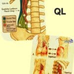 שריר הקוודרטוס לומבורום, QL, מקור נפוץ לכאב גב תחתון