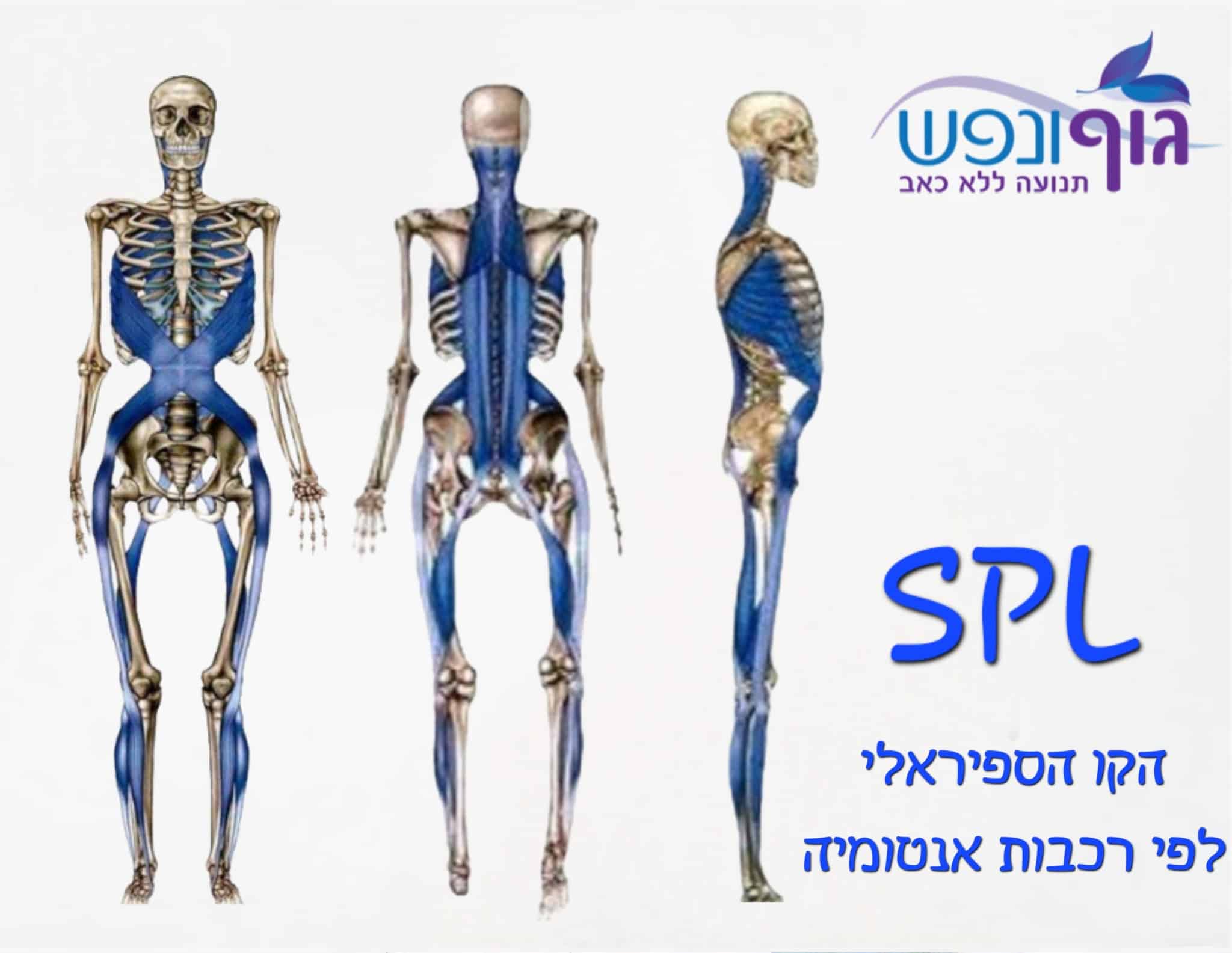 ‏קו הספירלה Spiral Line SPL, יציבה, סיבוב וכאב