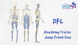 ‏תרשים של Deep Front Line, DFL, שמראה חיבור מכף הרגל דרך האגן והסרעפת עד הצוואר