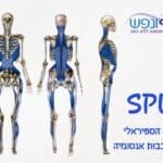 הרכבת הקדמית העמוקה, DFL, הליבה האנטומית של יציבה, נשימה ותנועה