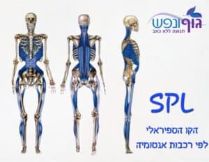 ‏תרשים של קו הספירלה Spiral Line שמראה חיבור סיבובי מכף הרגל דרך האגן והצלעות עד הכתף והצוואר