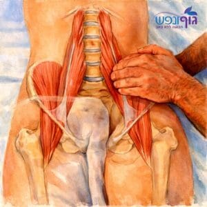 ‏שריר הפסואס המחבר בין חוליות מותניות לעצם הירך, קשר לכאב גב תחתון ולמפשעה