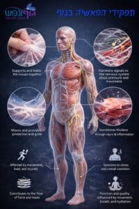 איור של שכבות פאשיה שמחברות בין שרירים וגידים ומסבירות קשר לתנועה ולכאב