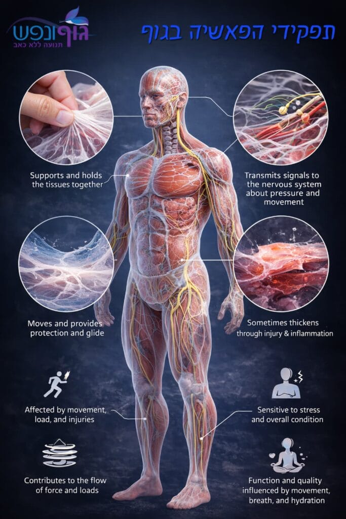‏איור של שכבות פאשיה שמחברות בין שרירים וגידים ומסבירות קשר לתנועה ולכאב