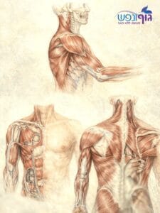 יציבות הכתף, שליטת השכמה והשרוול המסובב בהרמת יד ודחיפה