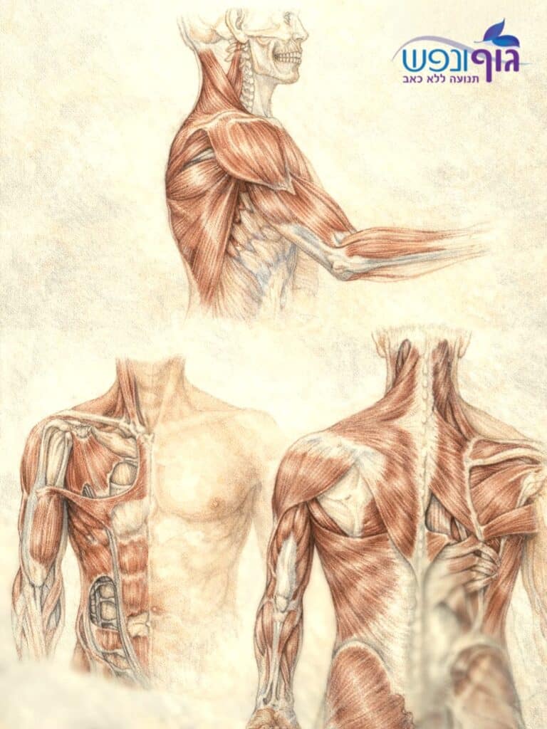 ‏יציבות הכתף, שליטת השכמה והשרוול המסובב בהרמת יד ודחיפה