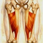 שריר המקרב הגדול (Adductor Magnus), תנועה, יציבה, כאב במפשעה ומה באמת עוזר