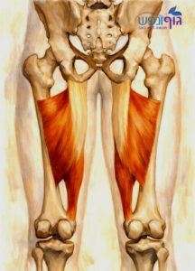שריר המקרב הגדול (Adductor Magnus) בירך, קשר לכאב במפשעה ויציבות אגן