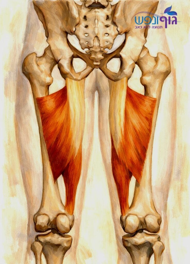 ‏שריר המקרב הגדול (Adductor Magnus) בירך, קשר לכאב במפשעה ויציבות אגן