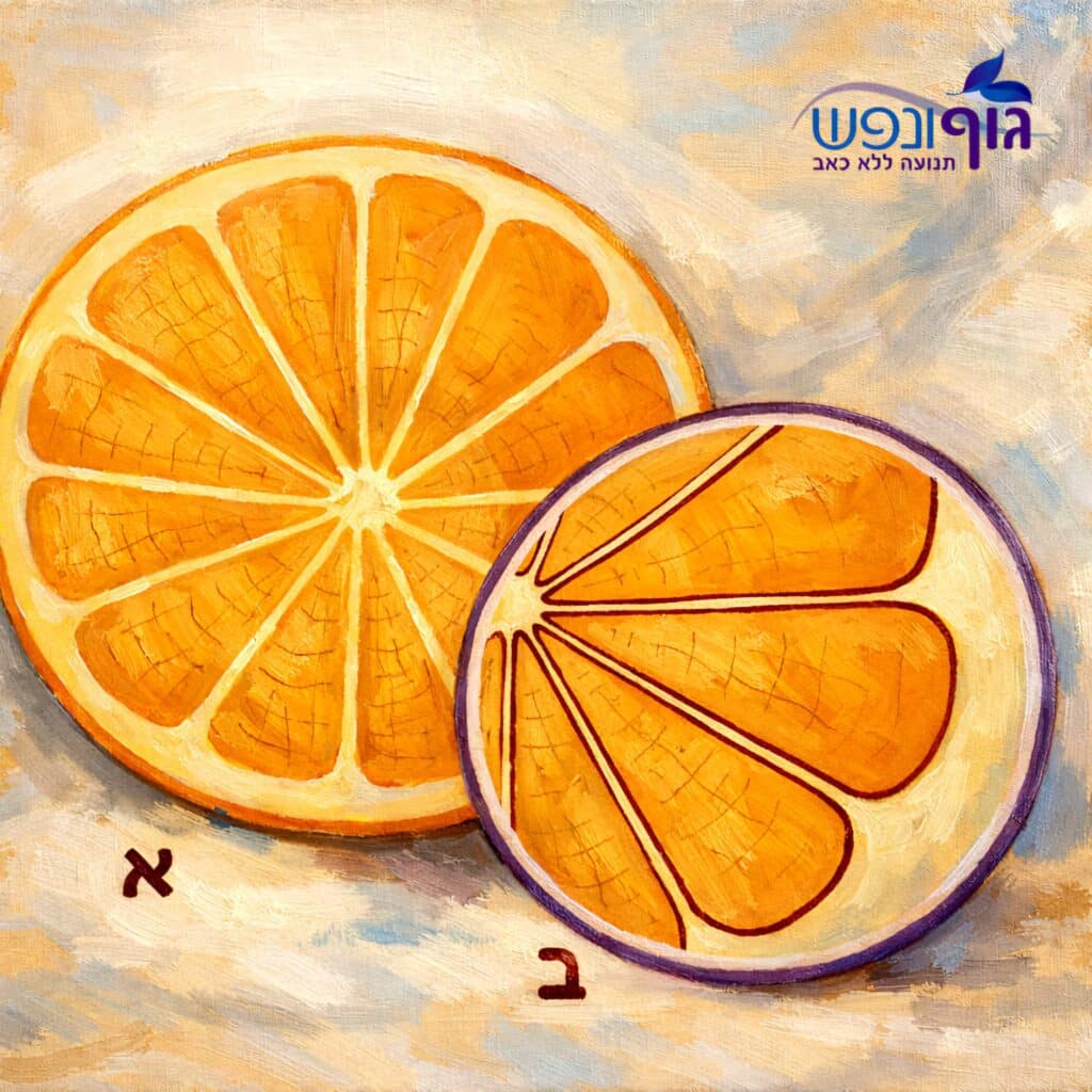 ציור אמנותי של שני חצאי תפוז, המדגים את מבנה הרשת הלבנה של הפאשיה המפרידה בין הפלחים.