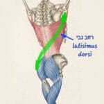 שריר הרחב גבי (Latissimus Dorsi), הפאשיה הטורקולומברית, ומה זה עושה לגב, לכתף ולנשימה