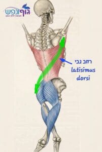 שריר הרחב גבי (Latissimus dorsi) והפאשיה הטורקולומברית, קשר בין גב תחתון, כתף ותנועה